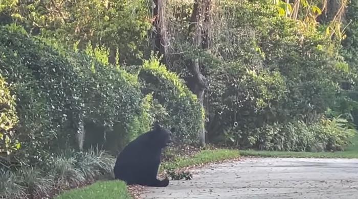 Trójnożny niedźwiedź odwiedza sąsiada i cieszy się z uroczystości