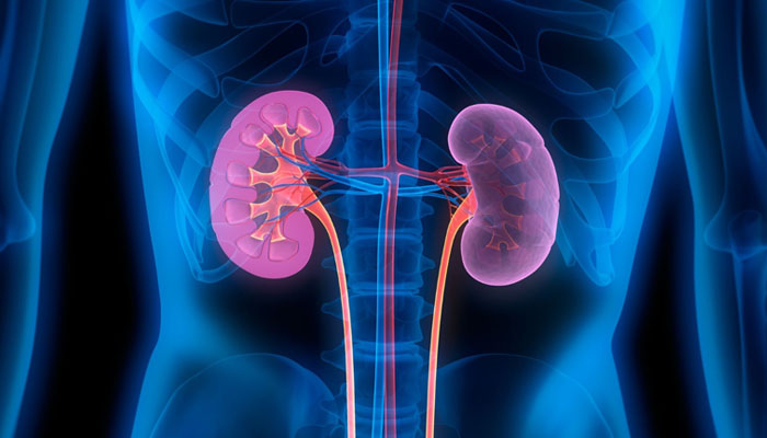 Illustration of human kidneys. — Inspira health