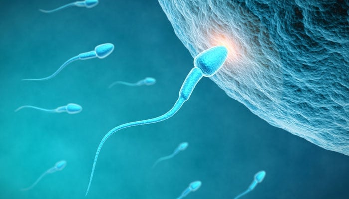 Illustration showing human sperm cells. — AFP