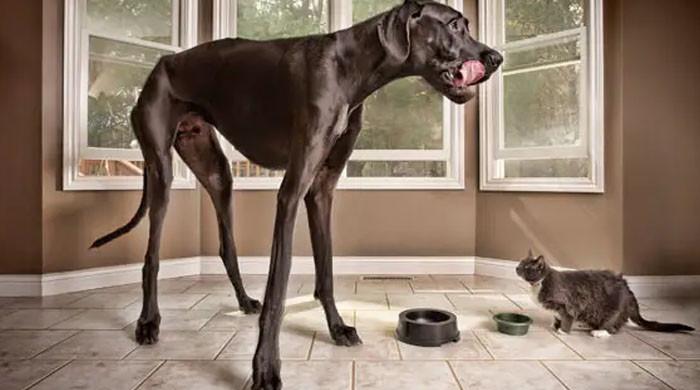 Dünyanın en uzun köpeği Zeus, kanser komplikasyonlarından sonrasında 3 yaşlarında öldü