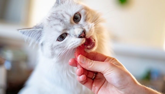 Researchers have examined the effects of vegan diets on cats health. Representational image from Unsplash.