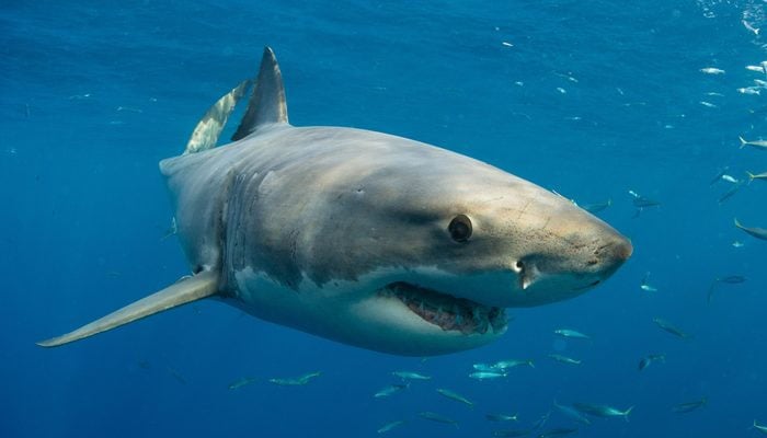 An image of a native shark species in Egypts Red Sea. — AFP