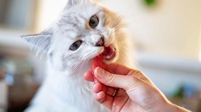 Can you feed vegan diet to your cat? New study raises more questions than answers