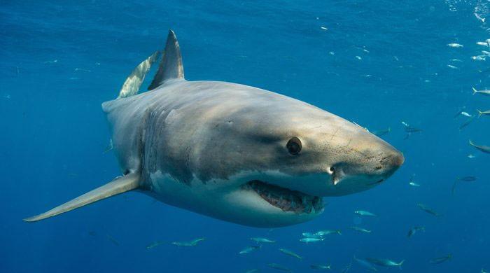 Mısır’ın popüler plajında ​​köpekbalığı saldırısında hanım kolunu yitirdi
