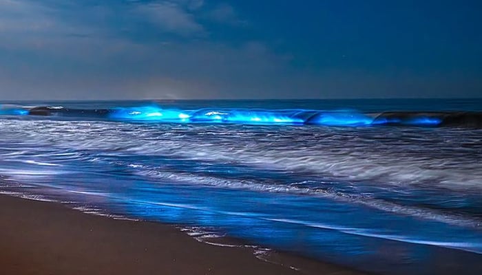 Bioluminescent plankton attracts people as beaches in California light ...