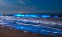 Bioluminescent plankton attracts people as beaches in California light up amid dark