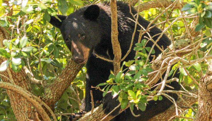 Black bear forces temporary closure of Disney World attractions. orlandosentinel.com