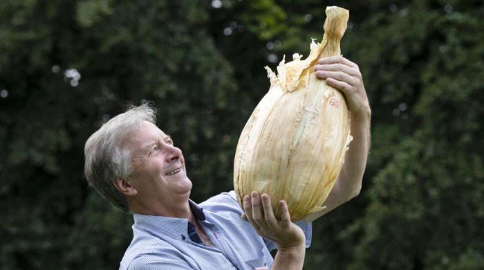 İngiliz ziraatçi, Guinness Dünya Rekorunu kırabilecek kadar büyük 9 kilo soğan yetiştiriyor