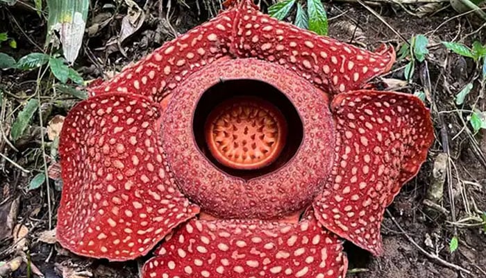 Rafflesia، انڈونیشیا کے جنگل میں دنیا کا سب سے بڑا پھول۔  - اے ایف پی