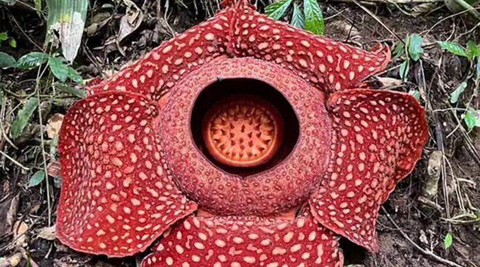 Dünyanın en büyük çiçeği Rafflesia’nın bir çok türü yok olma tehlikesiyle karşı karşıya