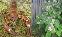 London restaurant dishes out American crayfish, Japanese knotweed to downsize invasive species