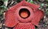 Most species of world's largest flower Rafflesia at risk of extinction