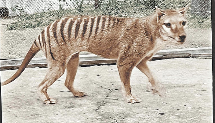 A colour picture of the last-known surviving Tasmanian tiger from footage taken in 1933. — AFP