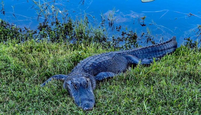 An American alligator near a canal in the Everglades National Park, Florida. — AFP/File