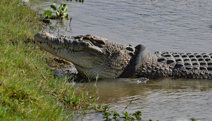 This picture released on February 4, 2020, shows a crocodile in Indonesia. — X/@AFP