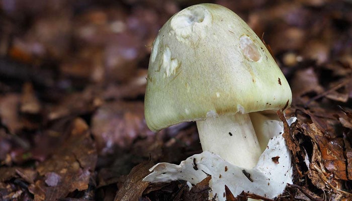 This picture shows a death cap mushroom. — Popular Science/File