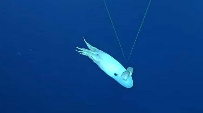 Hayalet ‘Dumbo Ahtapot’ araştırmacılar için su altında gosteri düzenliyor