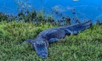 Alligator With Human Remains Spotted In Florida