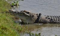 Astonishing rescue: Crocodiles save dog after it fell into river