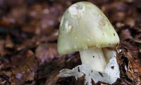 Lone survivor of Australian lethal mushroom mystery discharged from hospital