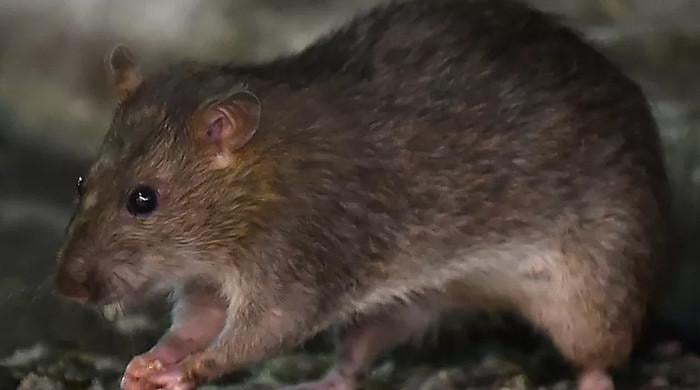 6-month-old child survives 50 rat bites in ‘near-fatal occasion’