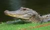Woman steals alligator in Florida to take pictures, keeps it in hotel bathtub