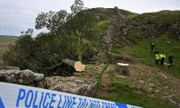 Britain's Robin Hood Sycamore Tree Becomes Victim Of Environmental Hooliganism