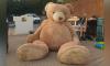 Briton rescues 2.5-meter-tall bear that could nearly fit in her car