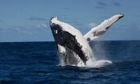 Massive angry whale rams into boat killing 1, injuring another off Australia