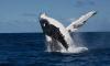 Massive angry whale rams into boat killing 1, injuring another off Australia