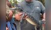 Alligator with missing jaw given an interesting name after capture