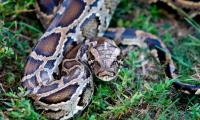 Rescuers take out 5-foot-long python from a London house
