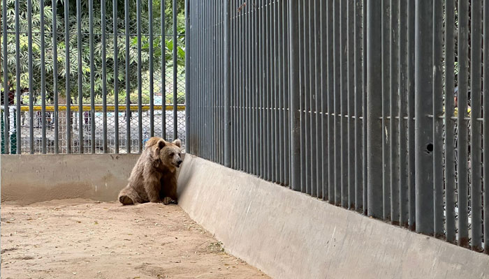 Captive Himalayan brown bear Rano seen pacing restlessly in her cage at Karachi zoo in this still taken from a video. — Paws Pakistan