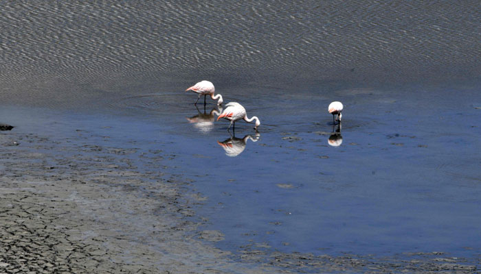 پرندے 22 ستمبر 2023 کو بولیویا کے الٹیپلانو میں باہیا (بے) کوہانا کے علاقے میں بولیویا اور پیرو کی مشترکہ جھیل ٹیٹیکاکا کے نچلے پانیوں میں پیتے ہیں۔ — اے ایف پی