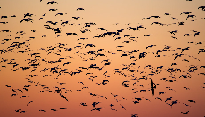 A large number of migration birds can be seen in this picture. — Unsplash/File
