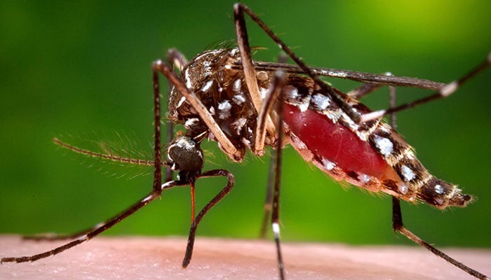 A representational image of a dengue virus-carrying mosquito. — AFP/File
