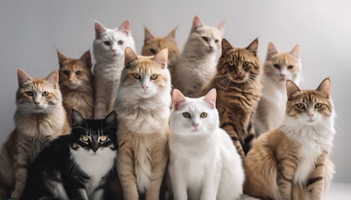 A group of cats sit together for a photoshoot. — Social media @adobestock
