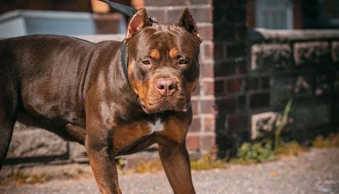 England: New laws banning XL Bully dogs laid in Parliament