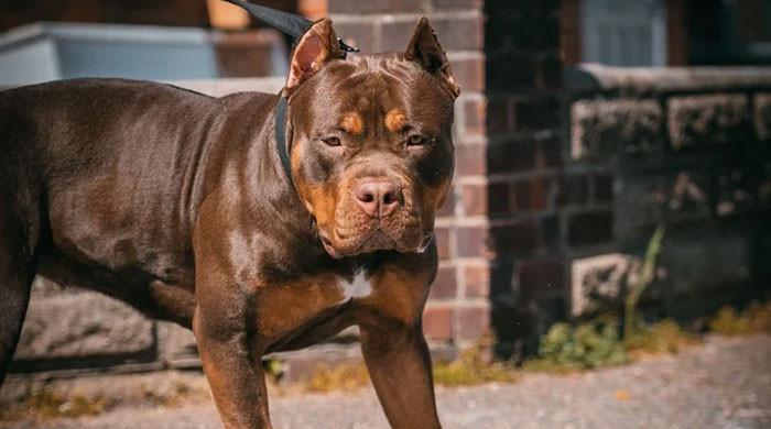 Britain Will Ban American XL Bully Dogs By End Of Year After Recent Attacks