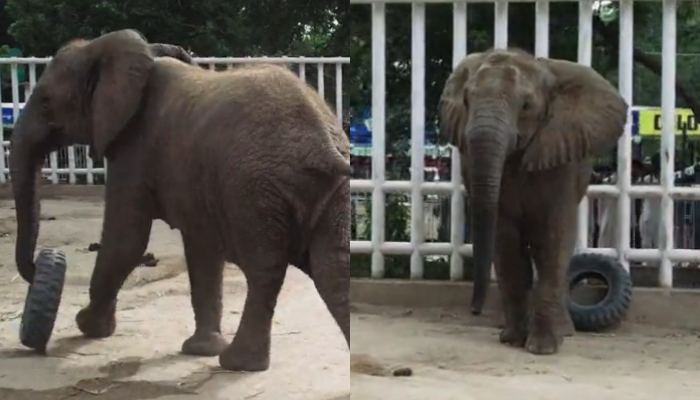 Elephant Madhubala seen in these stills taken from a video. — X/fourpawsAU