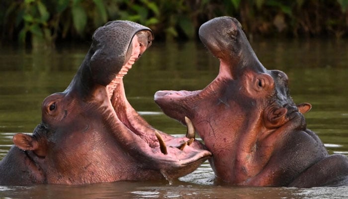 The hippos are descendants of a small herd introduced by drug kingpin Pablo Escobar in the 1980s. — AFP/File