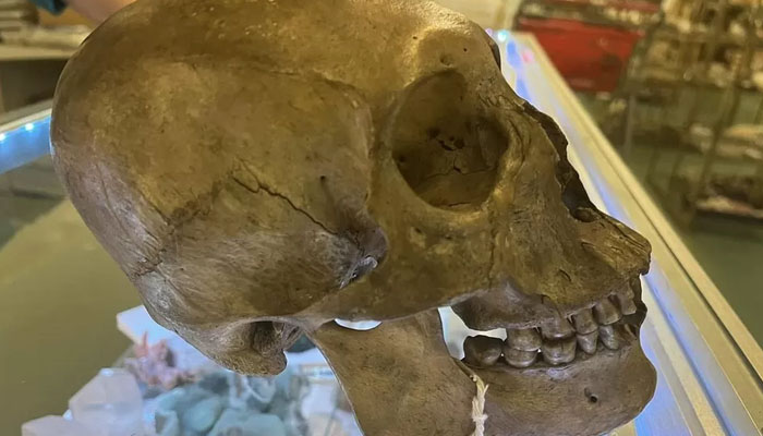 Skull found on the display in a Florida shop. — Lee County sheriffs Office