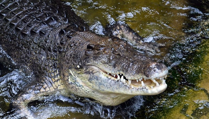 A crocodile lying on the edge of a marsh. — AFP/File