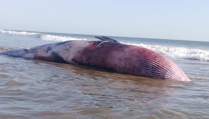 Whale washed up in a remote area of Raini Hor between Pasni and Shumal Bundar in Balochistan. — Reporter