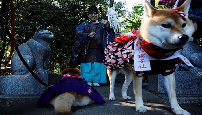 Pets lying outside a Japanese shrine. — AFP/File