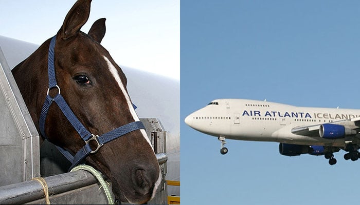 Air Atlanta Icelandic plane flying in the sky and a horse tied in a planes cargo — Air Atlanta Icelandic