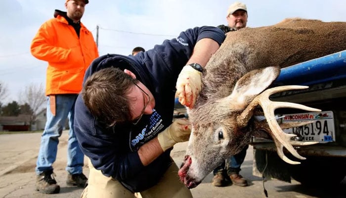 Wisconsin Department of Natural Resources employee Kyle Van Haran collects lymph node samples from a white-tailed deer that was shot in Grant County during the opening day of the Wisconsin Gun Deer Season on Saturday. — X/@markhirsch