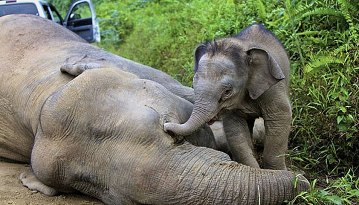 Great loss: A three-month-old elephant calf attempts to wake its mother; one of ten pygmy elephants found dead in Malaysias Sabah state. — AFP/File