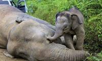 Mama Elephant Crushes Car After It Struck Her Baby On Malaysian Highway