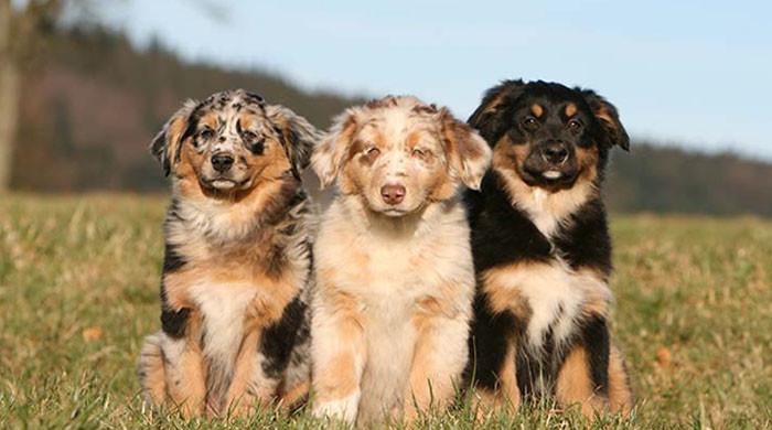 کینائن کی صحت: نئی دوائیوں کی واپسی جو کتوں کی زندگی کو طول دے سکتی ہے – لیکن یہاں کیچ ہے۔